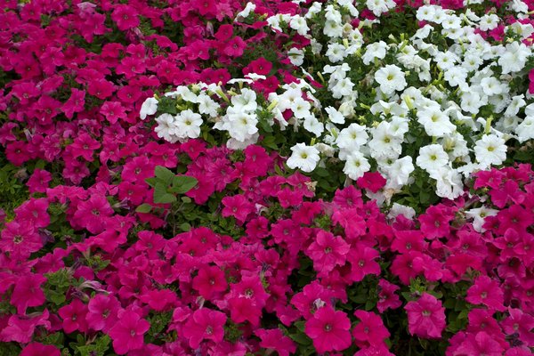 Discover the ultimate guide to choosing ideal insulation for your historic york residence